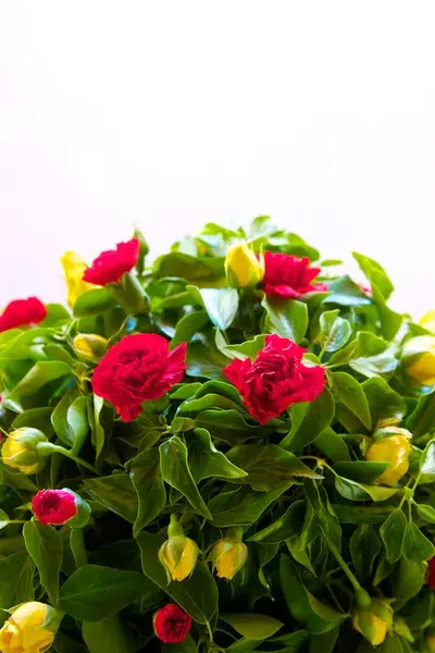 Flower Festival photo 40